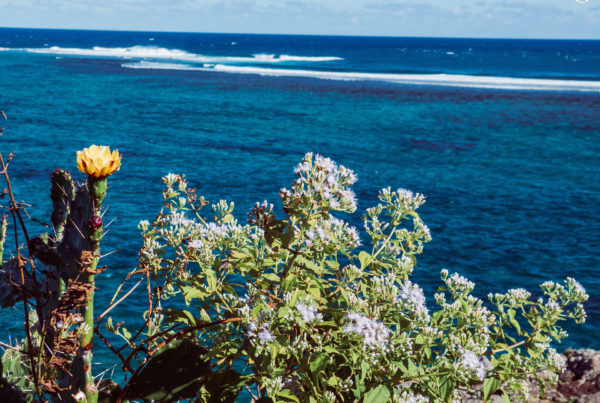 Jase34 - Travel: Mauritius